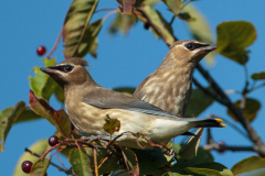cewa-juvenile cewa-juvenile