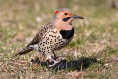 flicker-2