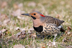 flicker-3